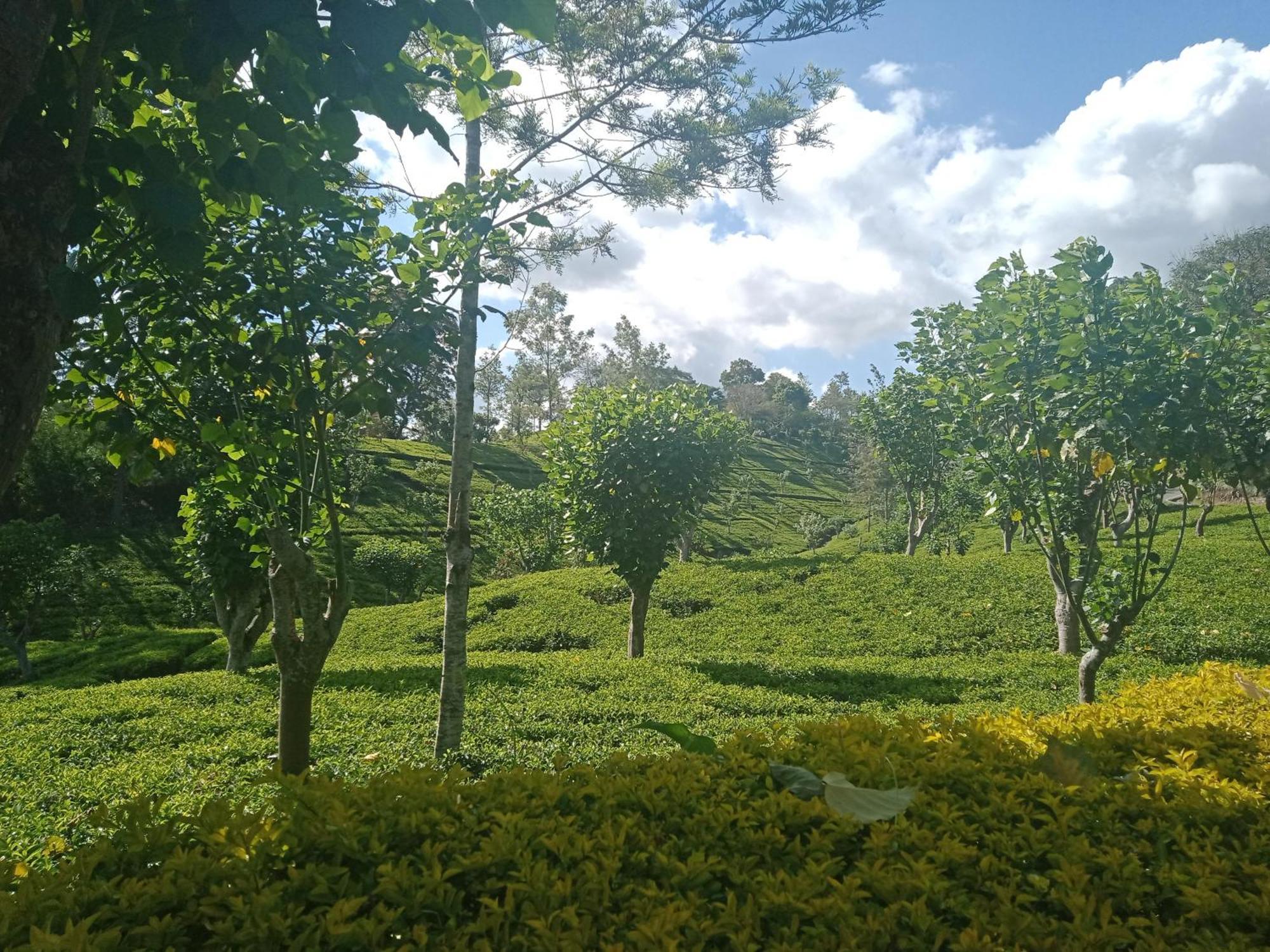 Princess Of Dickoya Homestay Hatton Phòng bức ảnh